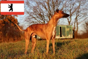 Read more about the article Hodowca whippetów i szczeniąt w Berlinie