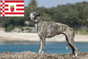 Read more about the article Hodowca whippetów i szczeniąt w Brema