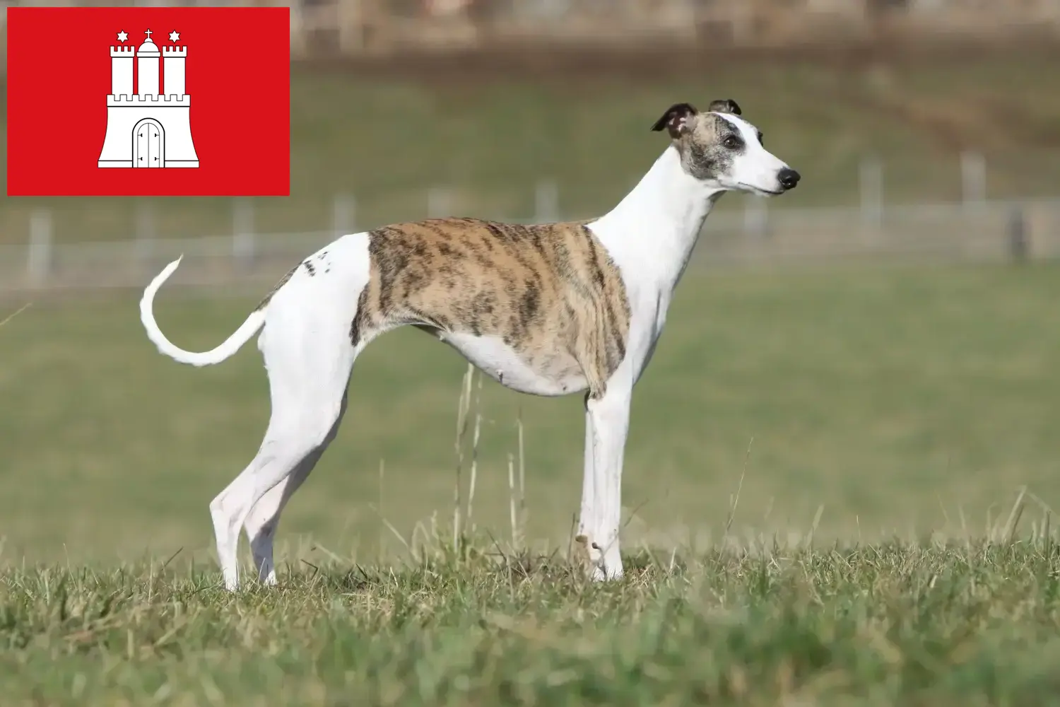 Read more about the article Whippet hodowca i szczenięta w Hamburg
