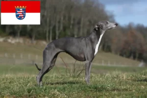 Read more about the article Hodowcy i szczenięta whippetów w Hesja