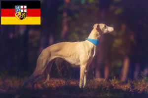 Read more about the article Hodowcy i szczenięta whippetów w Kraj Saary
