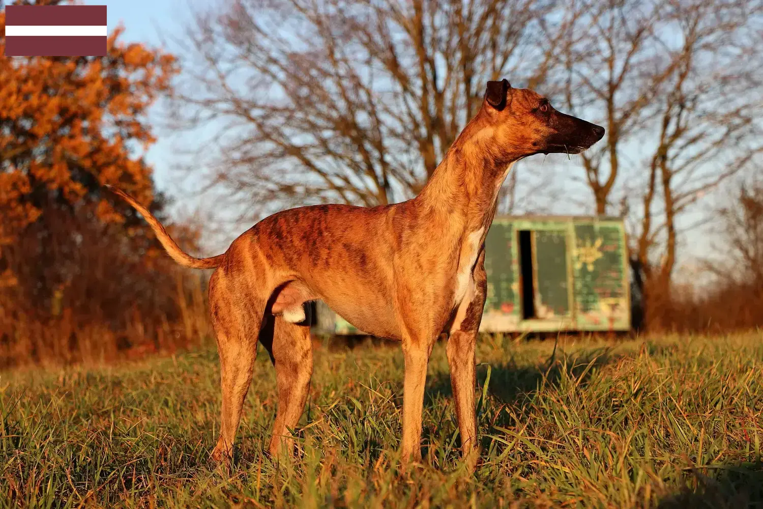 Whippet szczenięta i hodowcy Łotwa Znajdź hodowców whippetów w Łotwa.