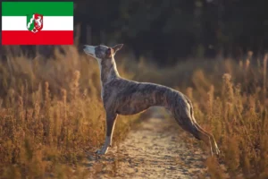 Read more about the article Hodowcy i szczenięta whippetów w Nadrenia Północna-Westfalia
