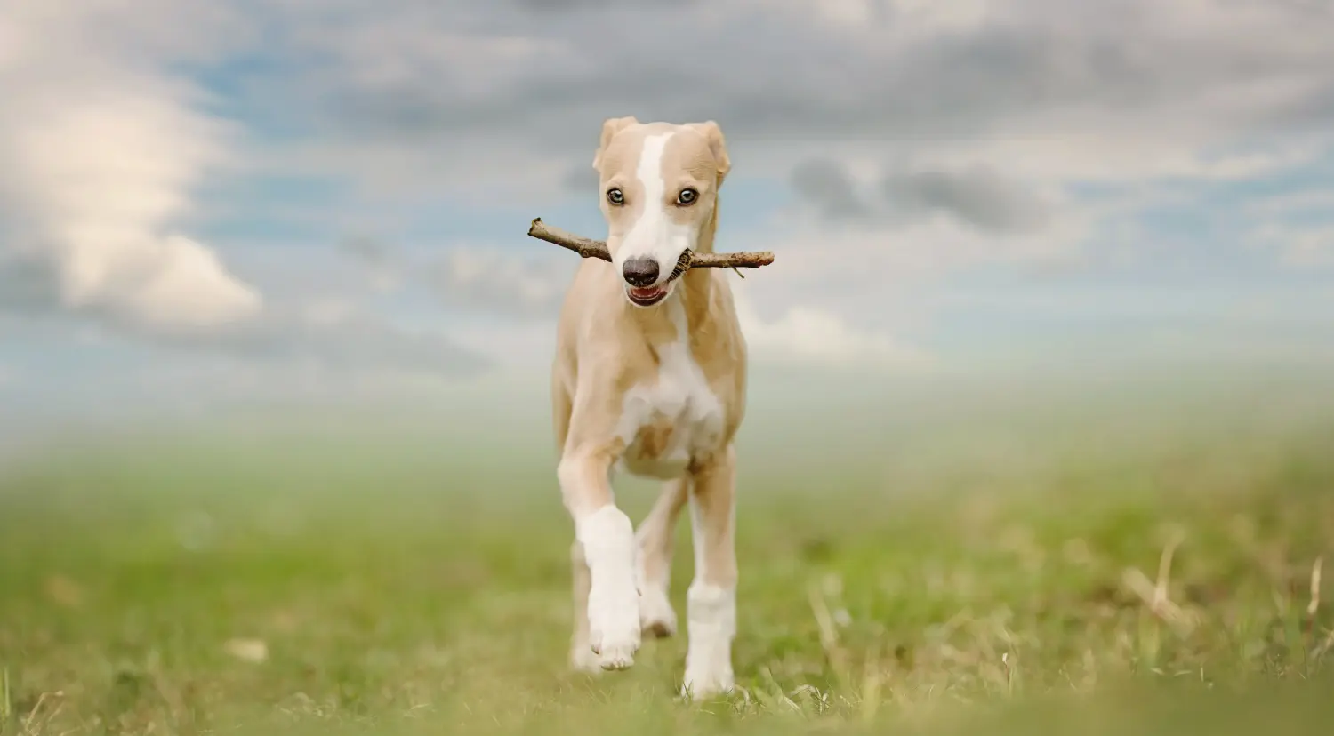 Kupno szczeniaka rasy Whippet oznacza wzięcie na siebie odpowiedzialności! Kup szczenięta rasy Whippet.