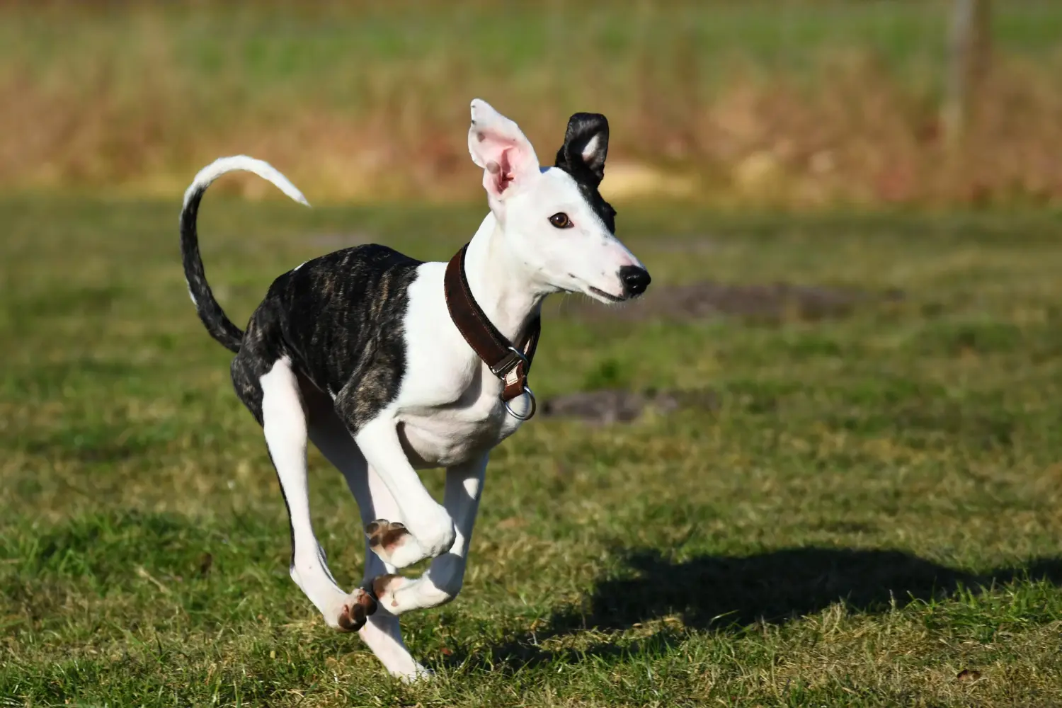 Kupno szczeniaka rasy Whippet oznacza wzięcie na siebie odpowiedzialności! Kup szczenięta rasy Whippet.