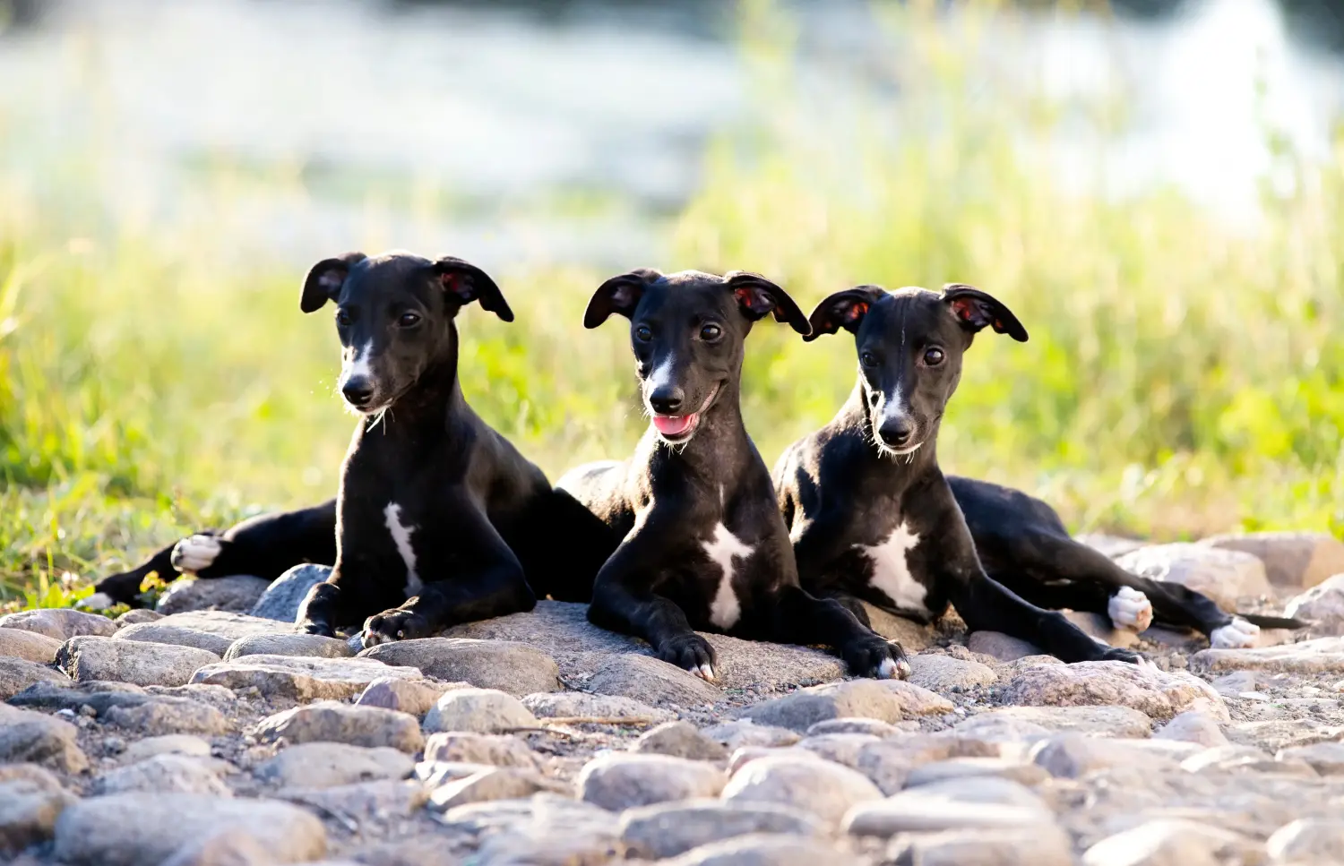 Kupno szczeniaka rasy Whippet oznacza wzięcie na siebie odpowiedzialności! Kup szczenięta rasy Whippet.