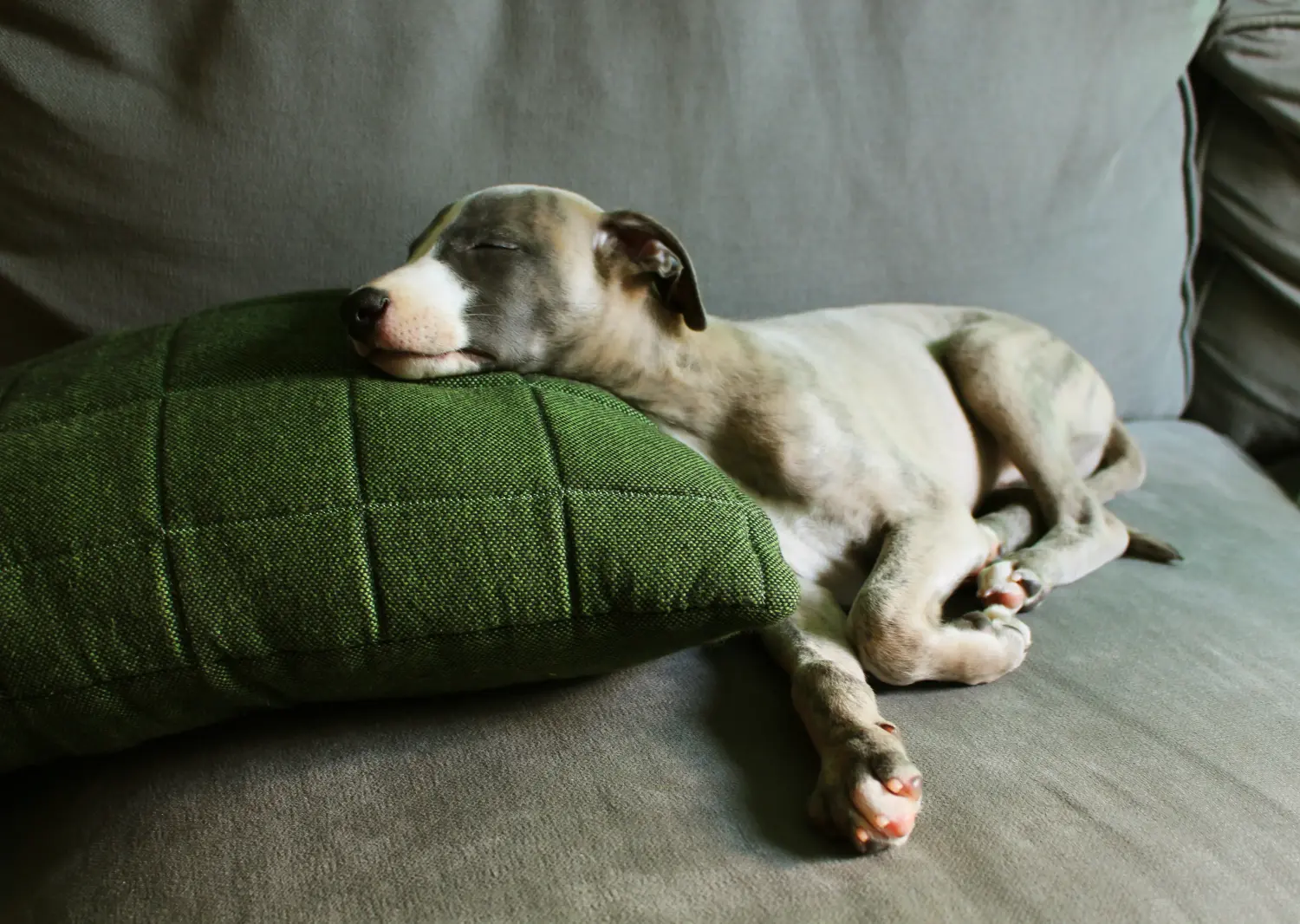 Kupno szczeniaka rasy Whippet oznacza wzięcie na siebie odpowiedzialności! Kup szczenięta rasy Whippet.