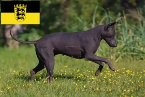 Read more about the article Xolo hodowcy i szczenięta w Badenia-Wirtembergia