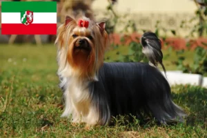Read more about the article Hodowcy i szczenięta Yorkshire terrier w Nadrenia Północna-Westfalia