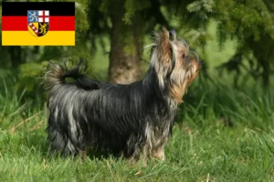Read more about the article Hodowcy i szczenięta Yorkshire terrier w Kraj Saary