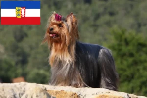 Read more about the article Hodowcy i szczenięta Yorkshire terrier w Szlezwik-Holsztyn