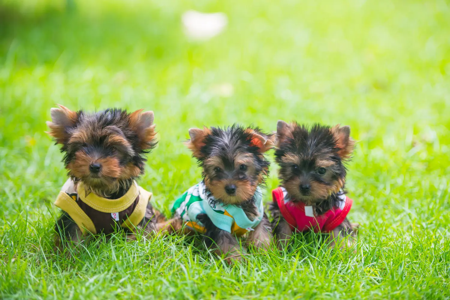 Kupno szczeniaka Yorkshire Terrier oznacza wzięcie odpowiedzialności! Kup szczenięta Yorkshire Terrier.