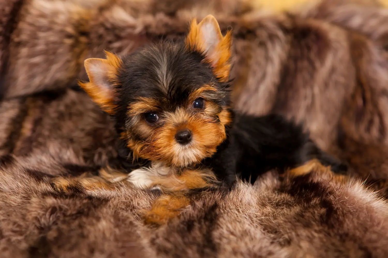 Kupno szczeniaka Yorkshire Terrier oznacza wzięcie odpowiedzialności! Kup szczenięta Yorkshire Terrier.