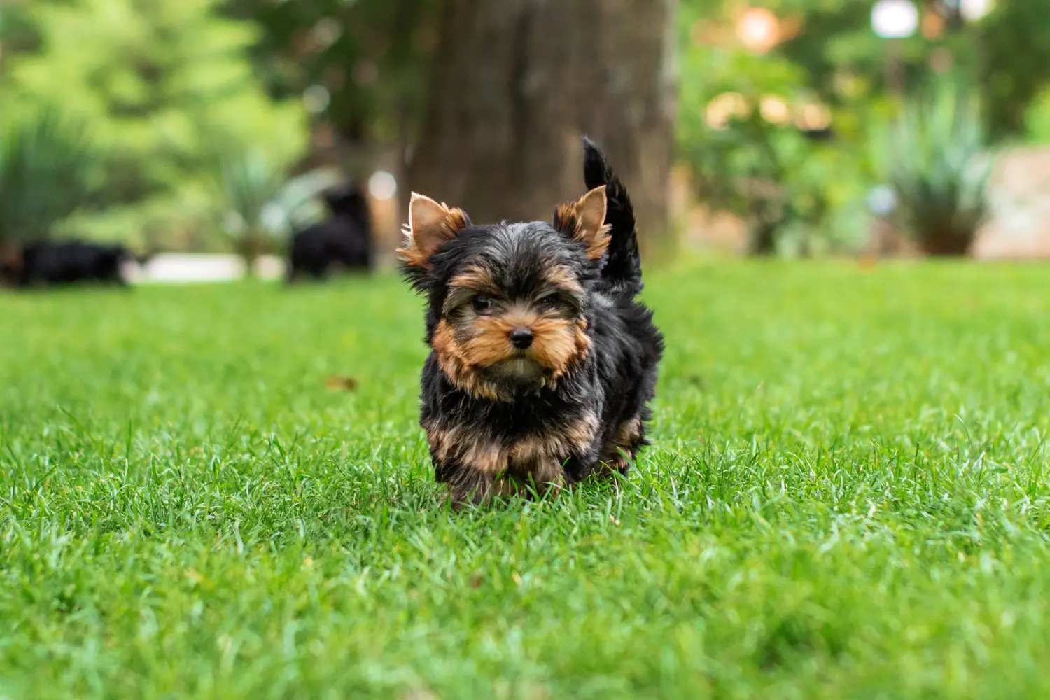 Kupno szczeniaka Yorkshire Terrier oznacza wzięcie odpowiedzialności! Kup szczenięta Yorkshire Terrier.
