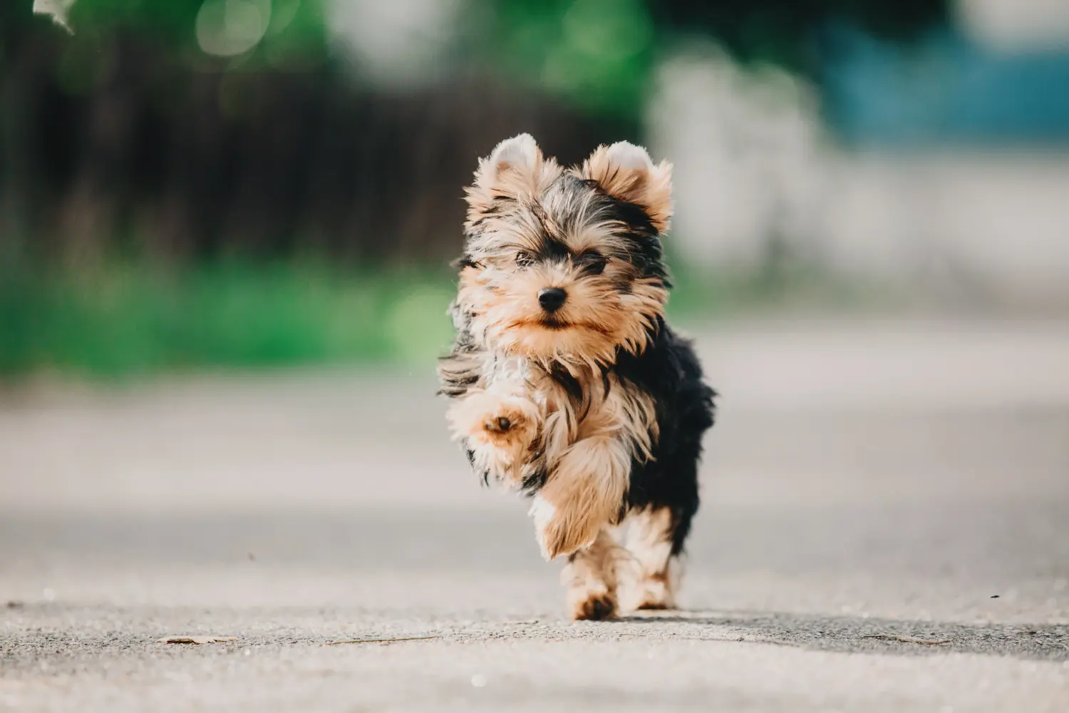 Kupno szczeniaka Yorkshire Terrier oznacza wzięcie odpowiedzialności! Kup szczenięta Yorkshire Terrier.