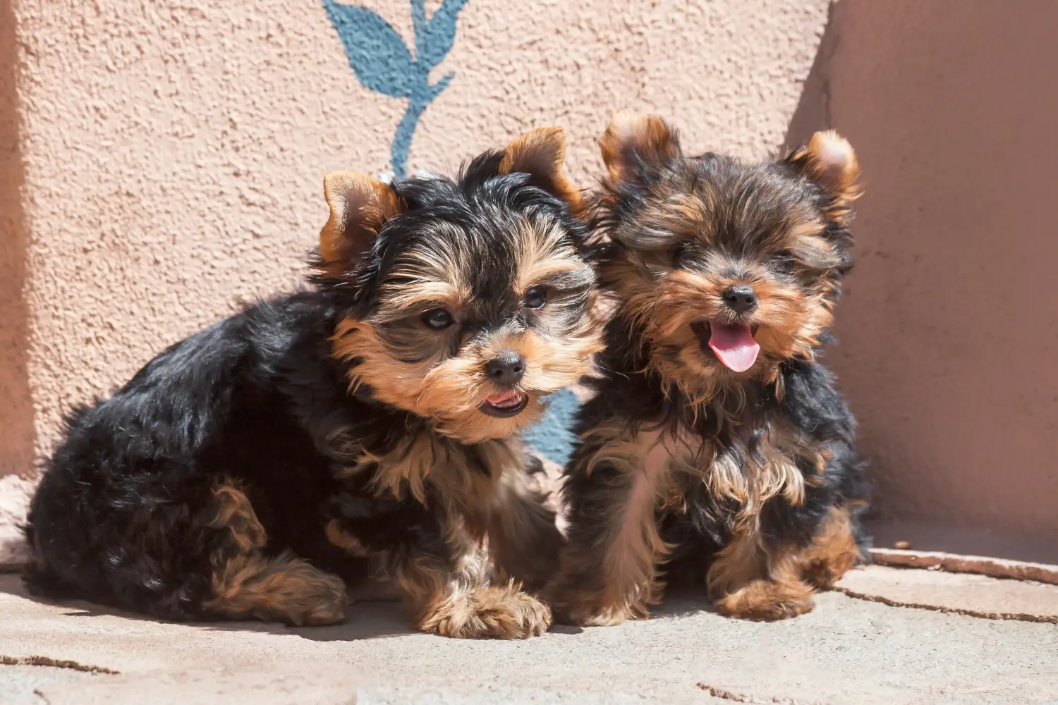 Kupno szczeniaka Yorkshire Terrier oznacza wzięcie odpowiedzialności! Kup szczenięta Yorkshire Terrier.