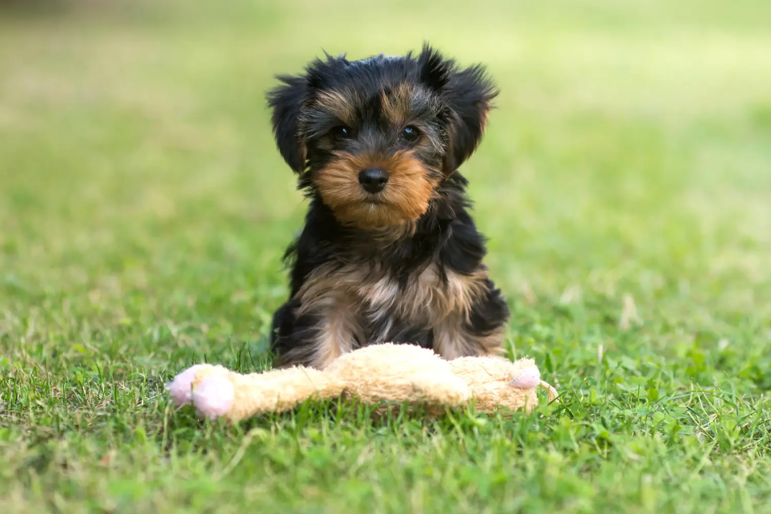 Kupno szczeniaka Yorkshire Terrier oznacza wzięcie odpowiedzialności! Kup szczenięta Yorkshire Terrier.