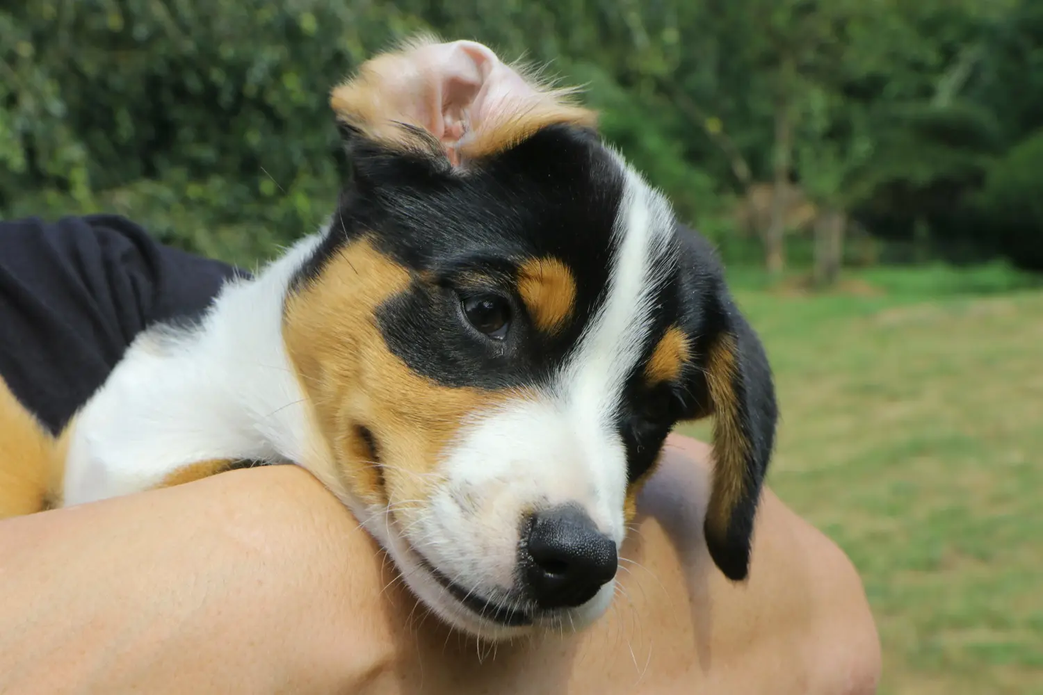 Zakup szczeniaka rasy Appenzeller Mountain Dog oznacza wzięcie na siebie odpowiedzialności! Kup szczenięta Appenzell Mountain Dog.