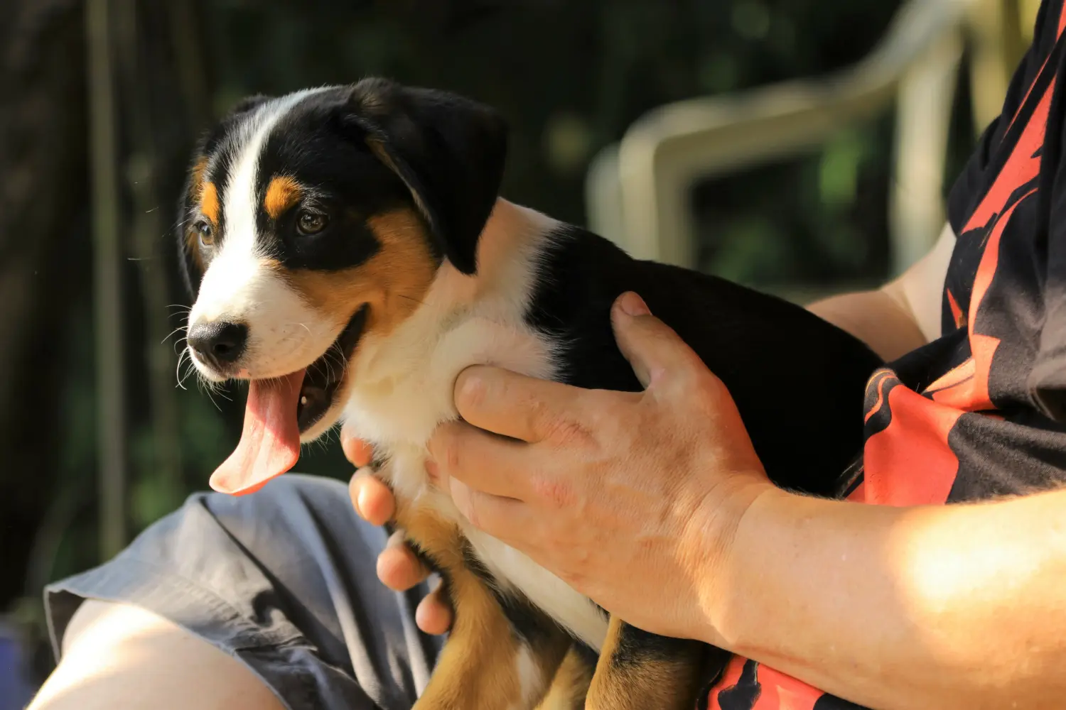 Zakup szczeniaka rasy Appenzeller Mountain Dog oznacza wzięcie na siebie odpowiedzialności! Kup szczenięta Appenzell Mountain Dog.