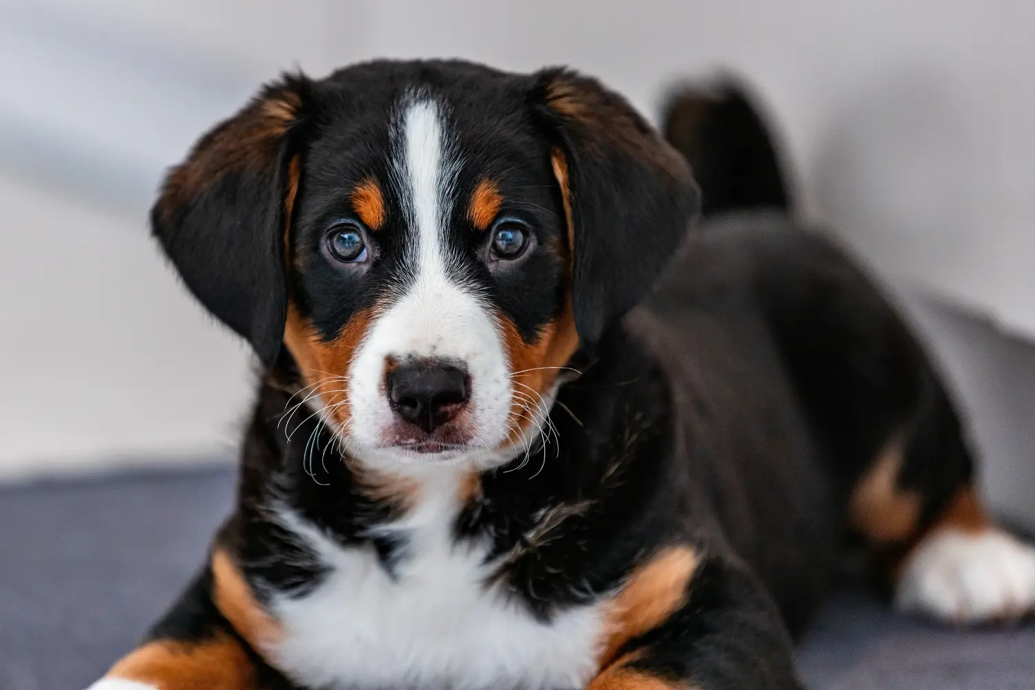 Zakup szczeniaka rasy Appenzeller Mountain Dog oznacza wzięcie na siebie odpowiedzialności! Kup szczenięta Appenzell Mountain Dog.
