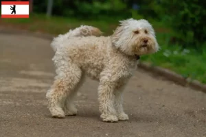 Read more about the article Australijskie labradoodle hodowcy i szczenięta w Berlin