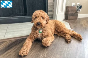 Read more about the article Australijskie labradoodle hodowcy i szczenięta w Bawaria