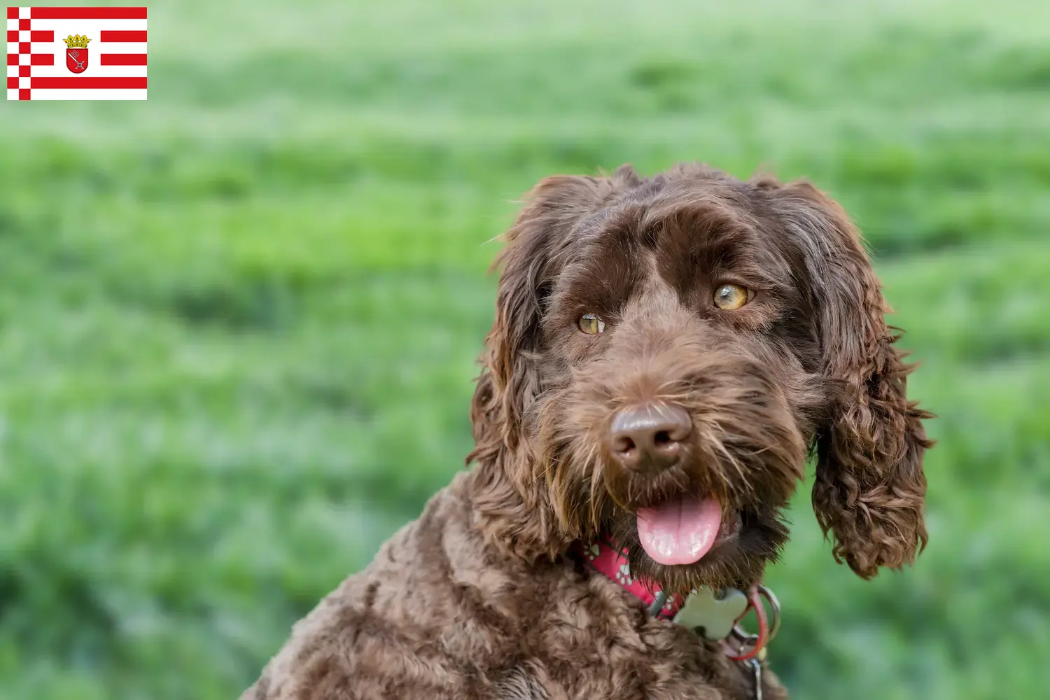 Australijskie labradoodle szczenięta i hodowcy Brema Znajdź tutaj hodowców rasy Australijski labradoodle w Brema.