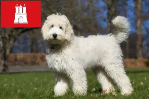 Read more about the article Australijskie labradoodle hodowcy i szczenięta w Hamburg