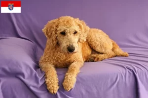 Read more about the article Australijskie labradoodle hodowcy i szczenięta w Hesja