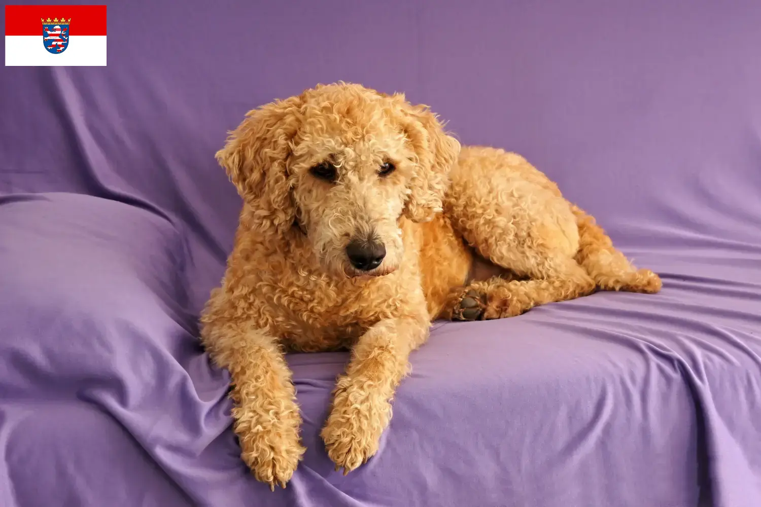 Read more about the article Australijskie labradoodle hodowcy i szczenięta w Hesja