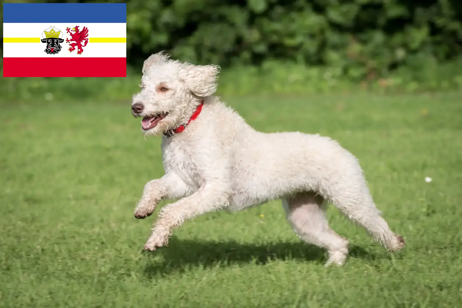 Read more about the article Australijskie labradoodle hodowcy i szczenięta w Meklemburgia-Pomorze Przednie