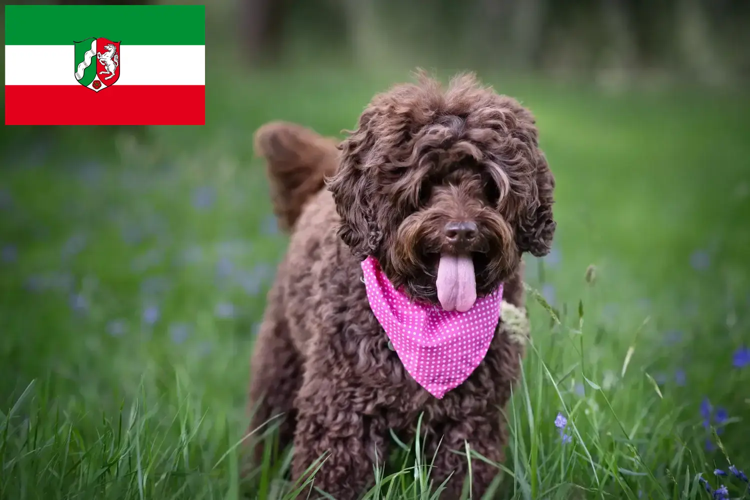 Read more about the article Australijskie labradoodle hodowcy i szczenięta w Nadrenia Północna-Westfalia