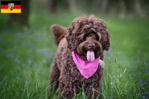 Read more about the article Australijskie labradoodle hodowcy i szczenięta w Kraj Saary