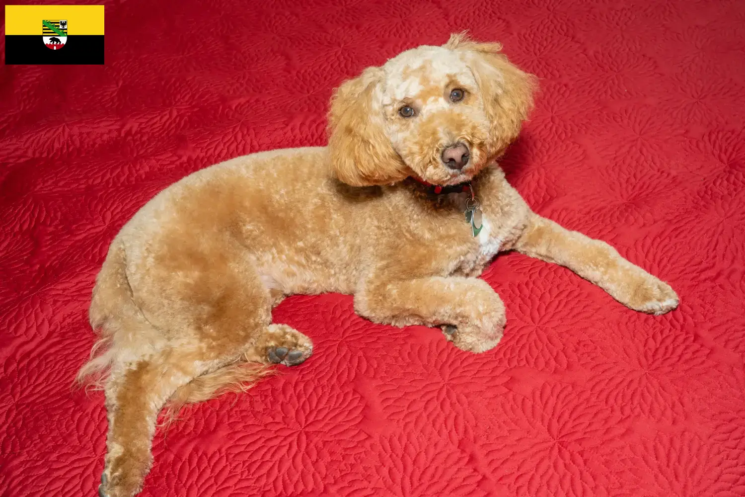 Read more about the article Australijskie labradoodle hodowcy i szczenięta w Saksonia-Anhalt