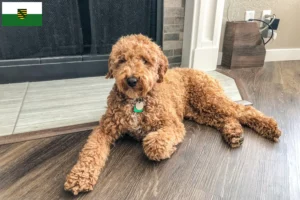 Read more about the article Australijskie labradoodle hodowcy i szczenięta w Saksonia