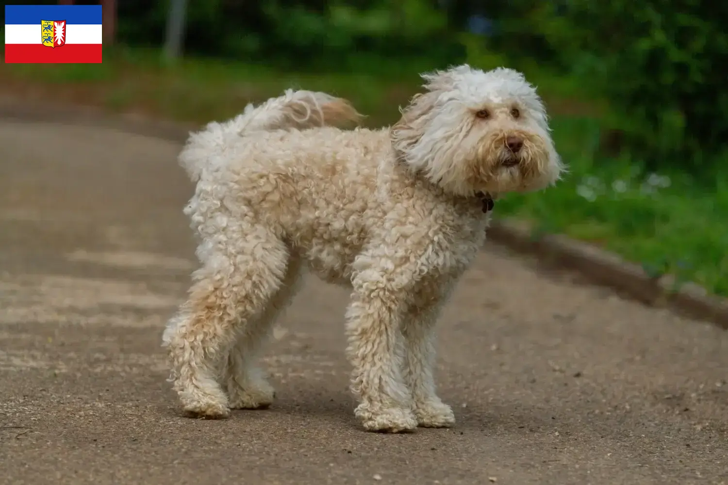 Read more about the article Australijskie labradoodle hodowcy i szczenięta w Szlezwik-Holsztyn