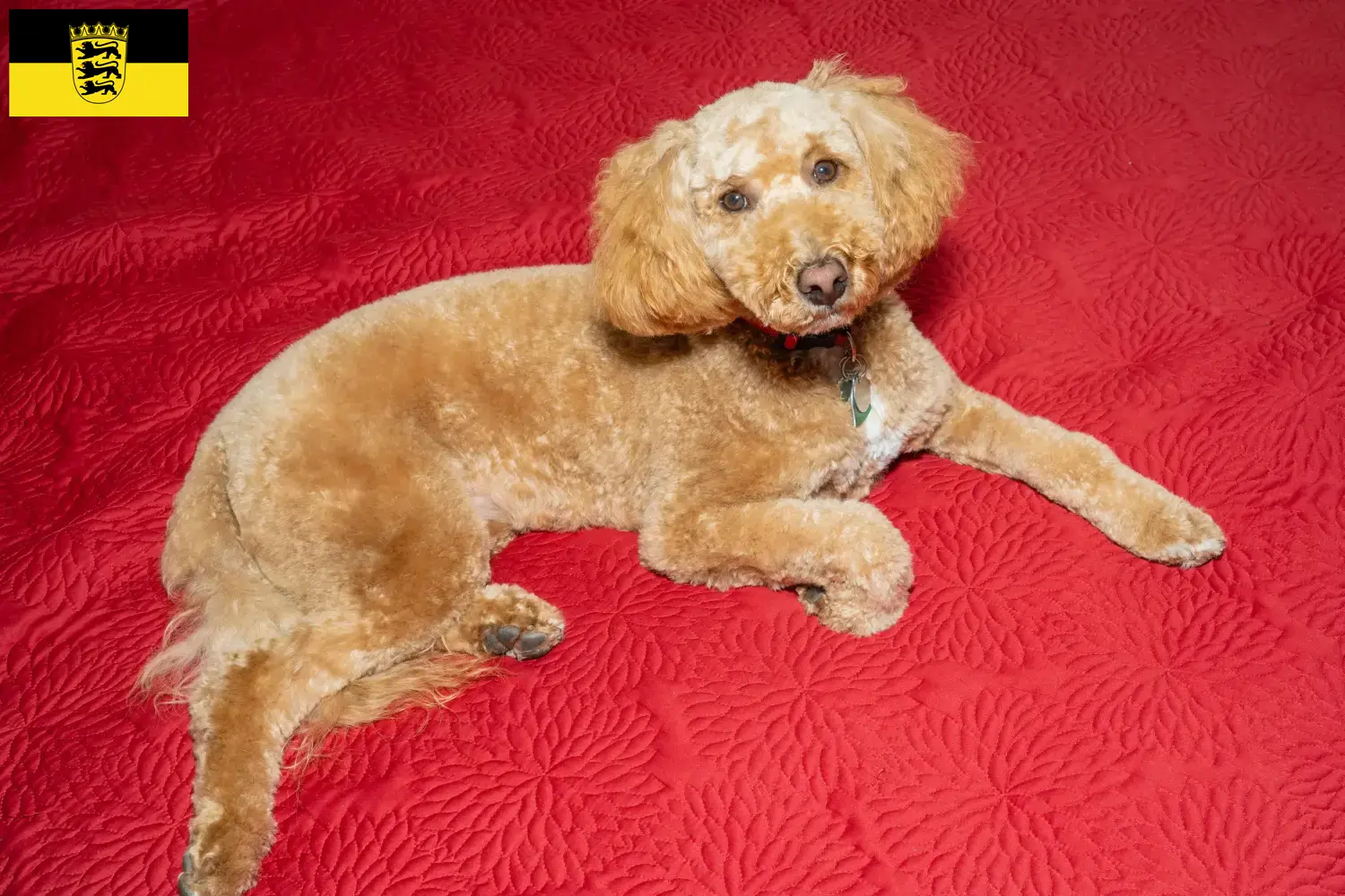 Australijskie Labradoodle szczenięta i hodowcy Badenia-Wirtembergia Znajdź tutaj hodowców rasy Australijski labradoodle w Badenia-Wirtembergia.