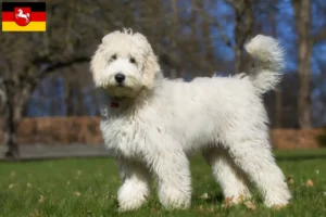 Read more about the article Australijskie labradoodle hodowcy i szczenięta w Dolna Saksonia