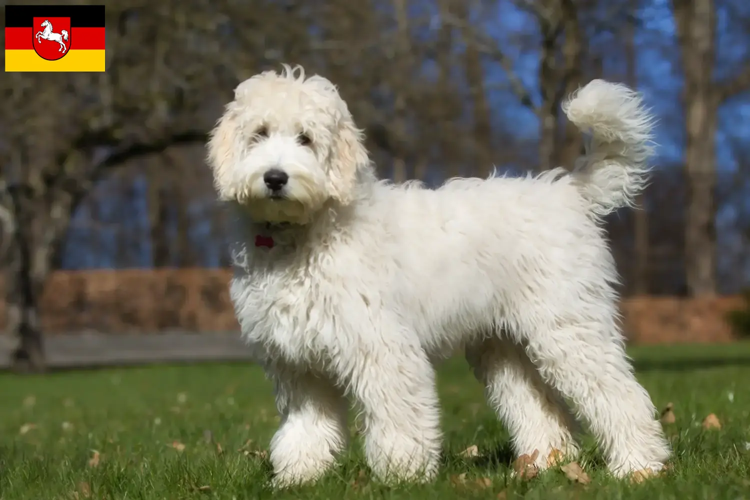 Read more about the article Australijskie labradoodle hodowcy i szczenięta w Dolna Saksonia