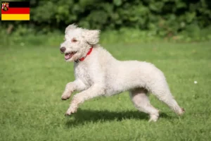 Read more about the article Australijskie labradoodle hodowcy i szczenięta w Nadrenia-Palatynat