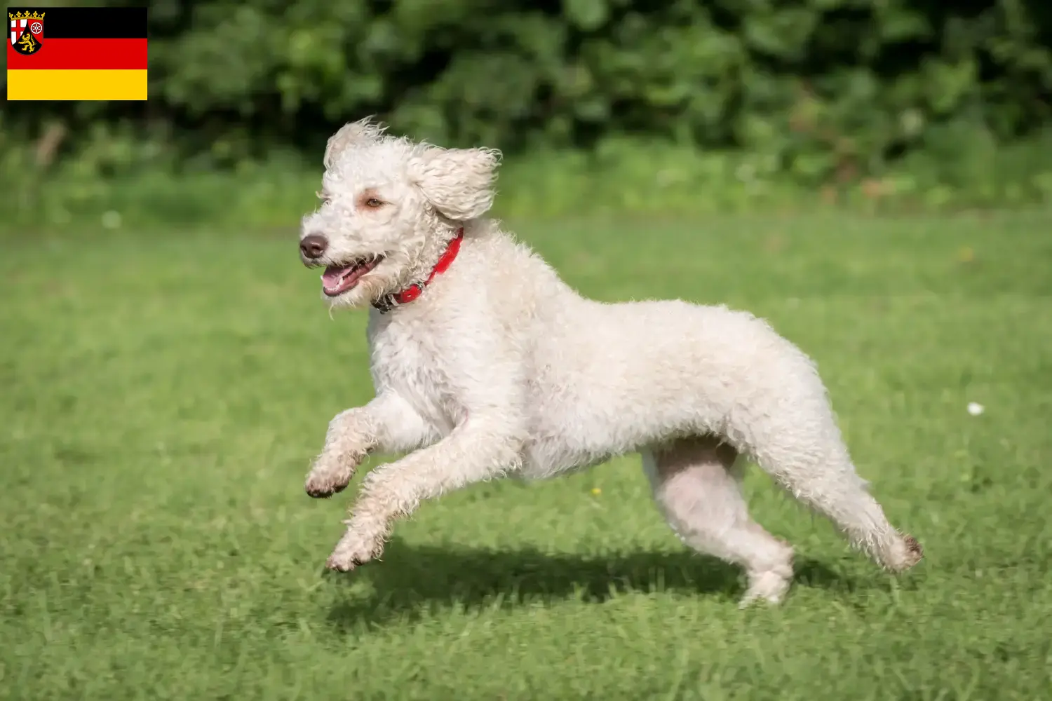 Read more about the article Australijskie labradoodle hodowcy i szczenięta w Nadrenia-Palatynat