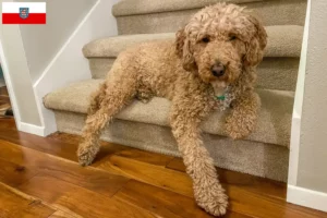 Read more about the article Australijskie labradoodle hodowcy i szczenięta w Turyngia