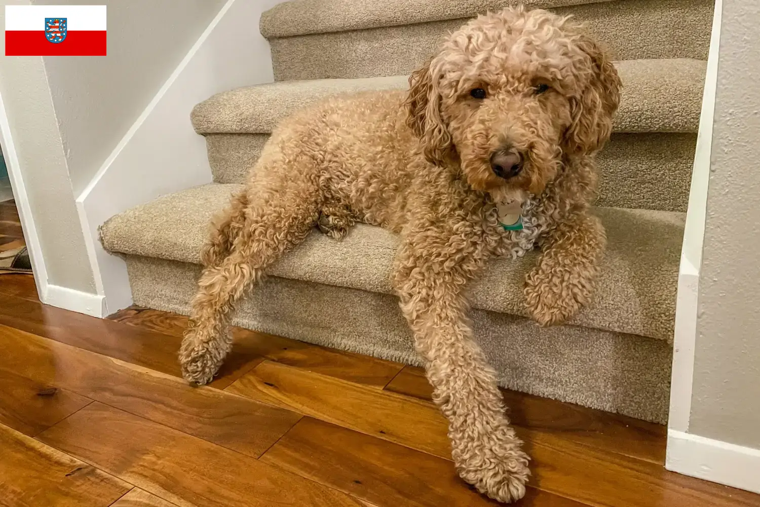 Read more about the article Australijskie labradoodle hodowcy i szczenięta w Turyngia