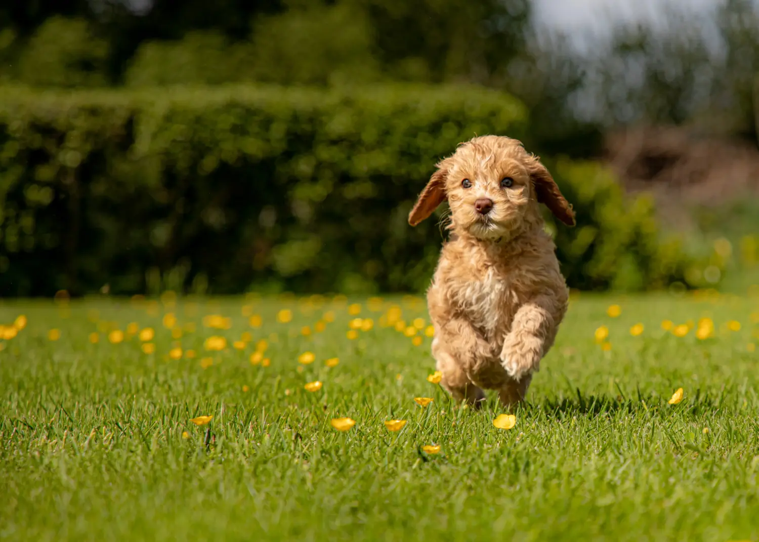 Kupno szczeniaka australijskiego labradoodla oznacza wzięcie na siebie odpowiedzialności! Kup australijskie szczenięta Labradoodle.