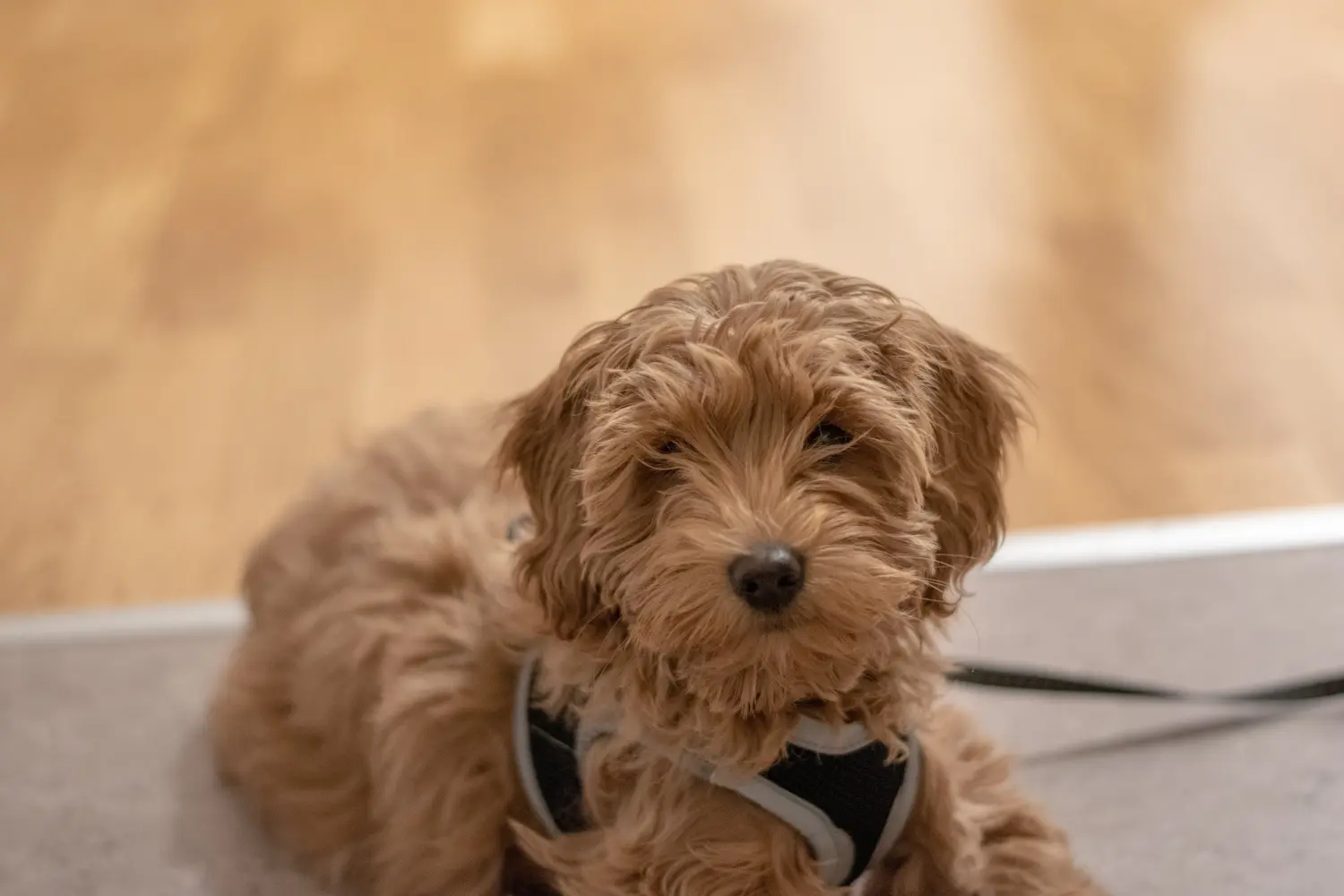 Kupno szczeniaka australijskiego labradoodla oznacza wzięcie na siebie odpowiedzialności! Kup australijskie szczenięta Labradoodle.