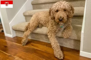 Read more about the article Australijskie labradoodle hodowcy i szczenięta w Brandenburgia
