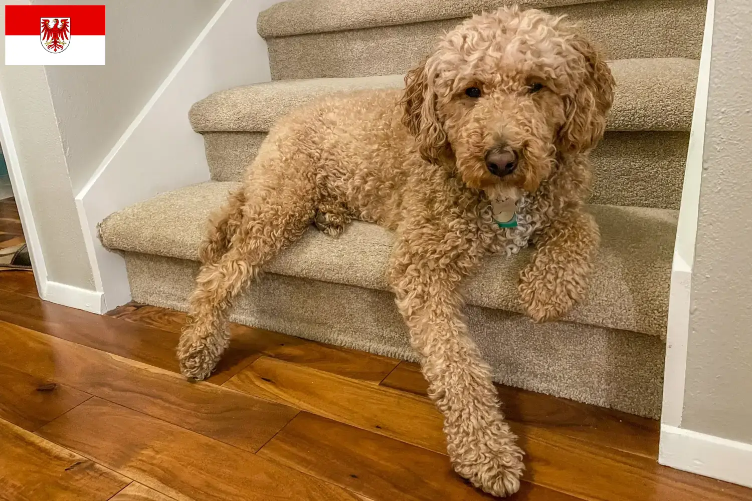 Australijskie Labradoodle szczenięta i hodowcy Brandenburg Znajdź tutaj hodowców rasy Australijski labradoodle w Brandenburgia.