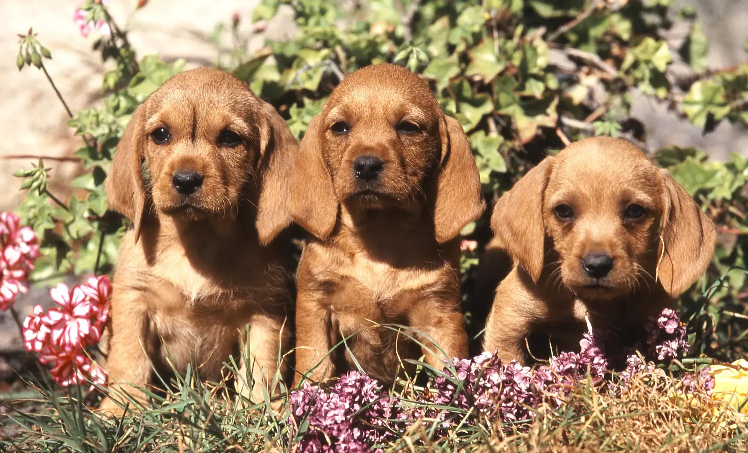 Zakup szczeniaka Basset fauve de Bretagne oznacza wzięcie na siebie odpowiedzialności! Basset fauve de Bretagne szczenięta na sprzedaż.