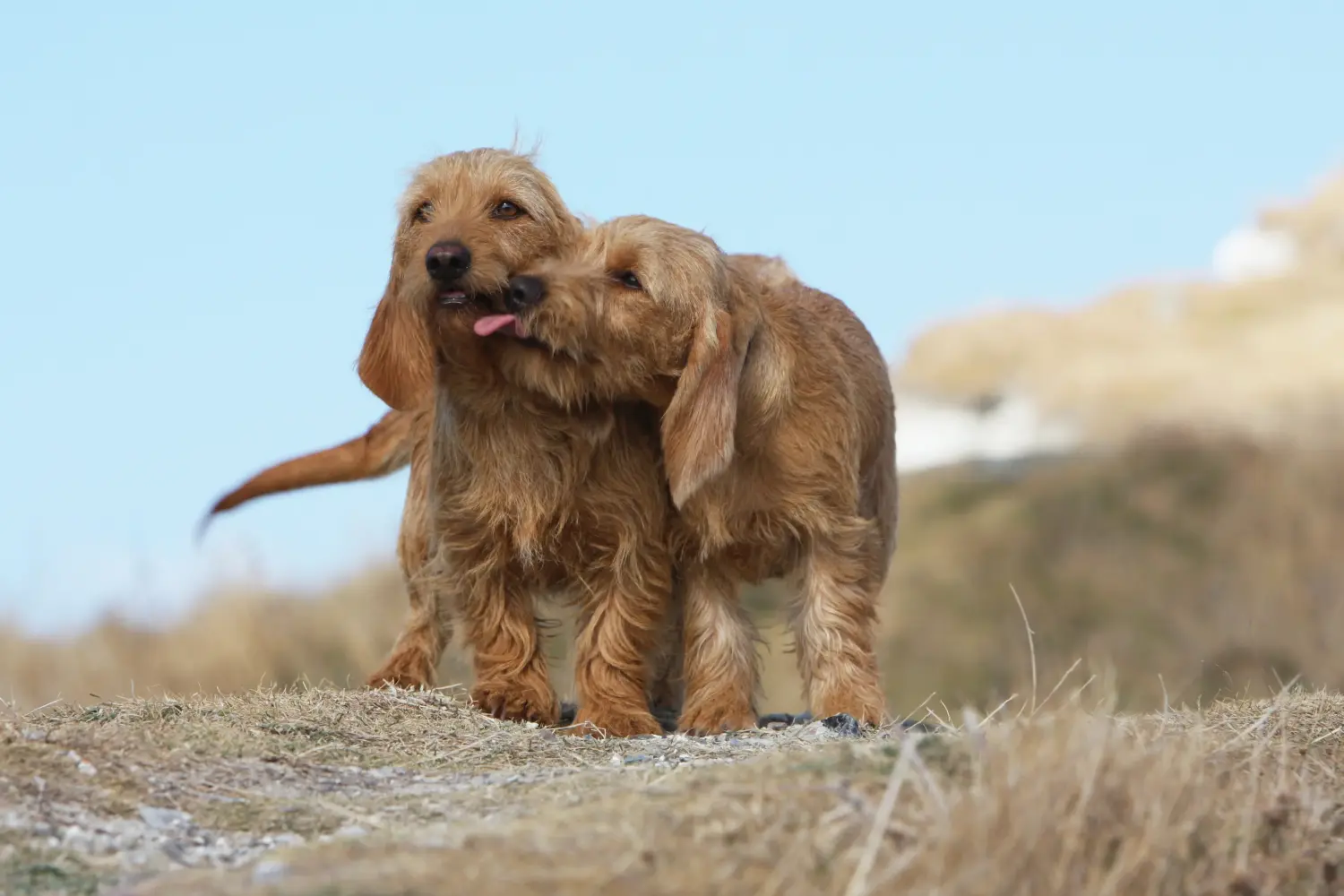 Zakup szczeniaka Basset fauve de Bretagne oznacza wzięcie na siebie odpowiedzialności! Basset fauve de Bretagne szczenięta na sprzedaż.