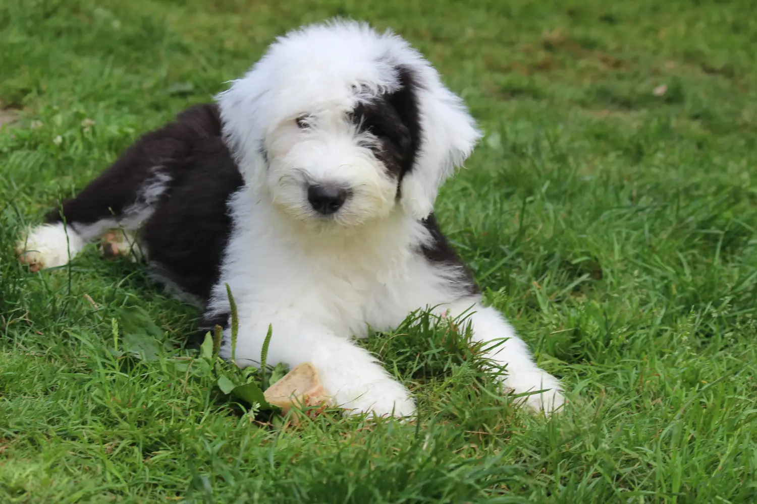 Kupno szczeniaka rasy Bobtail oznacza wzięcie na siebie odpowiedzialności! Kup szczenięta rasy Bobtail.
